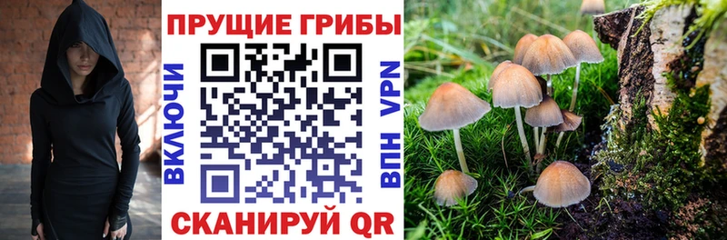 Галлюциногенные грибы Psilocybe Голицыно